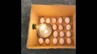 Incubadora Casera | Pollitos nacidos en caja de cart&oacute;n | Incubadora de huevos de gallina #shorts