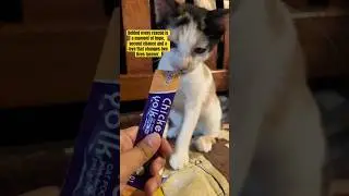 #rescuecats  #rescue