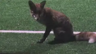 30.10.2025 - Fuchs getroffen auf dem Fussballplatz