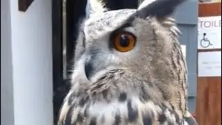 Owl turns head 180 degrees