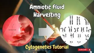 Essential Cytogenetics Lab Technique | Amniotic Fluid Sample Harvesting