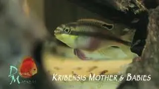 Discus Madness - Kribensis Mother & Babies