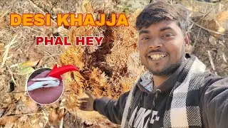 DESI KHAJJA PHAL HEY☺️