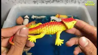 Throwing Animal Toys Into the Pool