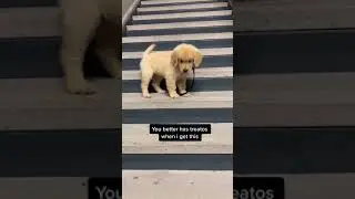 Dog tries stairs for the first time 😅🥰