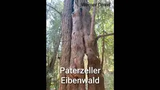 Wanderung im Paterzeller Eibenwald