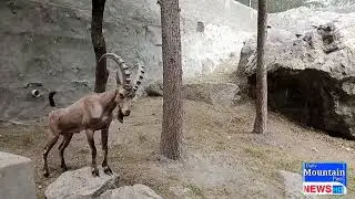 Wildlife in Gilgit Baltistan Pakistan
