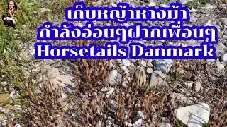 เก็บหญ้าหางม้ากำลังอ่อนๆฝากเพื่อนๆHorsetails Danmark #เก็บผักผลไม้ต่างแดน
