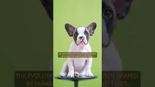 Did Dogs Develop Sweet Eyes for Survival? #shorts #science #history #animals #dog #dogs #doglover