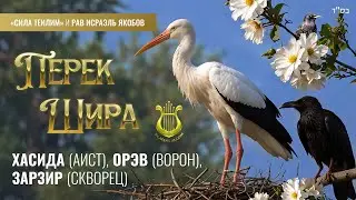 🎻 Перек Шира. АИСТ, ВОРОН, СКВОРЕЦ. Урок 38. Рав Исраэль Якобов