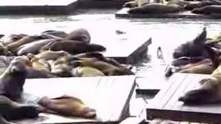 Sea Lion Poo