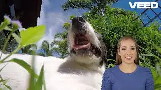 🌟 Transform Your Dog&rsquo;s Health Naturally! 🌟