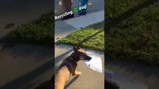 Recycling ♻️ dog! ACE. #dog #dogtraining #recycling
