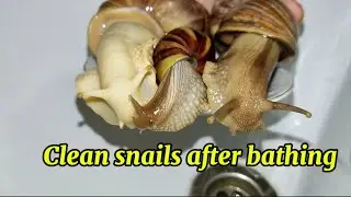 Cleaning snails after their bath!🐌💦