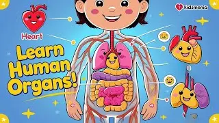 Learn Human Body Organs for Kids | Fun Anatomy Video | @kidmenia