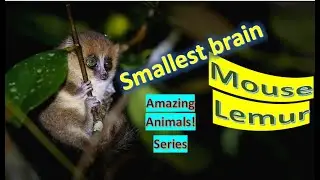 Mouse Lemur facts 🐒 Madagascar 🇲🇬 favorite 😻