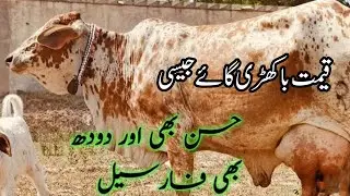 💎🐄Pure Cholistani cow for sale milk 16kg (03263951451)on YouTube. 11/09/2025