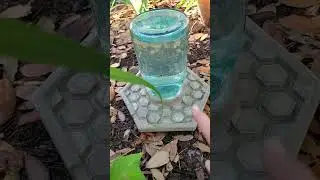 Backyard bug hunt - insect safe water sources