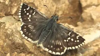 Safflower Skipper