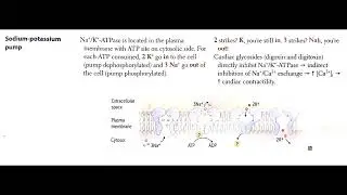 Sodium-Potassium Pump (Na⁺/K⁺-ATPase) Explained (In Hindi Podcast) #medicalpodcast #biochemistry
