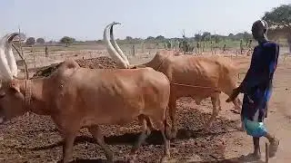 The cattle camp life. 