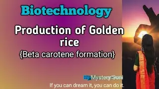 Golden rice and it's application| Biosynthetic pathways of beta carotene {vitamin A precursor}