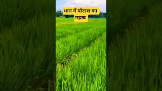 Dhan me Potash kab dale | Kisan City #kisancity #farming #potash