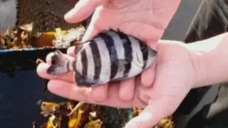 Japanese tsunami fish arrives in boat on Washington coast