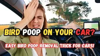 Remove Bird Poop from your Car | Scratch-Free Cleaning Method!