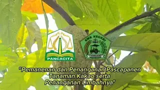 Cara Benar Memanen Kakao Agar Pohon Tetap Produktif & Tidak Stress.