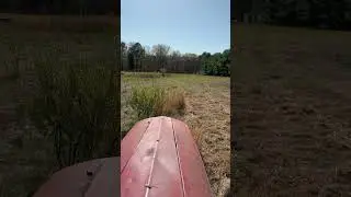 1957 Ferguson TO35 mowing thick brush with a bush hog