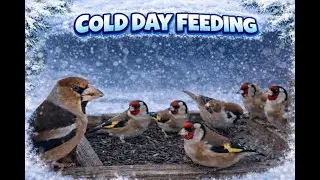 ❄️ Winter Birds You&rsquo;ll See at Your Feeder &mdash; Snow & Frost Edition ❄️