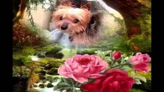 In Memory of Tank Little Dog Reamer (10/19/98 - 4/24/14)