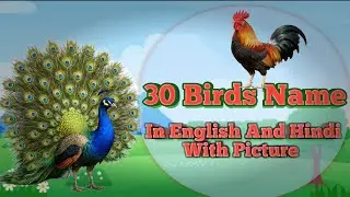 30 Birds Name  । Birds Name in English And Hindi With Picture । Birds name for kids । Birds Name ।