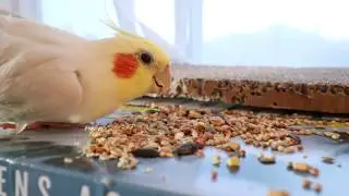 ASMR Cockatiel Eating...You lookin' at me? You lookin' at me?