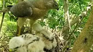 Hawk birds nest family बाज पक्षी शिकार को छोटा छोटा करके बच्चा को खिलाता है