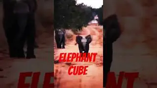 Elephant cube short#video