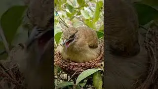 Streak eared bulbul #BirdsOfInstagram#BirdLovers#WildBirds#PetBirds#BirdTok popular on TikTok18