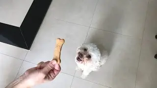 Biscoitinho para cachorro feito com o Thermomix/Bimby®