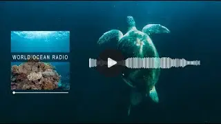 World Ocean Radio: Ocean Visualizations Change the Way We See the World