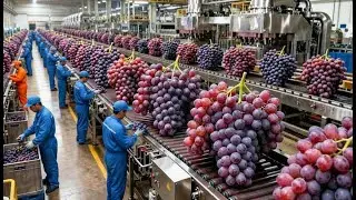 Inside the Massive Grape processing Plant: Industrial Juice Extraction