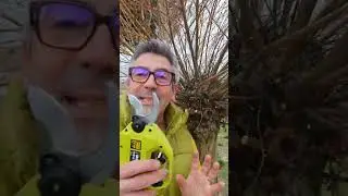 la taille en détail du saule crevette 💚 et présentation d un sécateur à batterie 👍