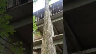 Huge Teak tree at Trivandrum /TEAK/ #viral  #teak #tree #shorts