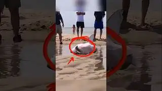 Save the sharks on the shore #shortvideo #saveanimals #shark