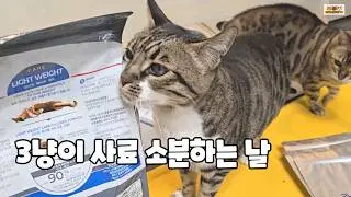 사료 소분 중 벌어진 일… 고양이들은 가만있질 않아요