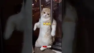Ramzan Mubarak Status 2025 | Ramzan Status | Ramzan Coming Soon Status 2025 | Coming Soon Ramzan