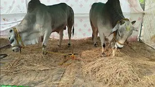 నరసరావుపేట  న్యూ కేటగిరి  కి rk bulls &సబ్ జూనియర్స్ విభాగం