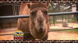 Rolling Hills Zoo Talking Animals commercial