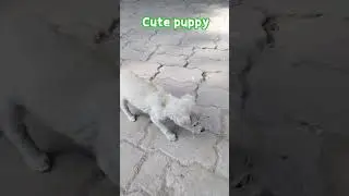 cute dogs #dog #ai #baby #aseeskaur #sad #hindisong #love #femalestatus #games