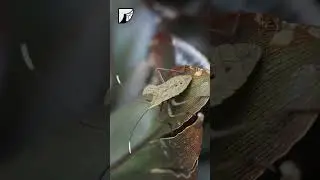 Leaffooted Bugs: Fascinating Insects with a Unique Appearance